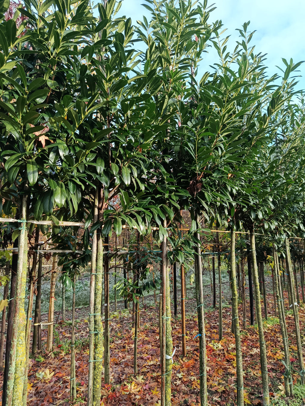 laurierkers op stam (Prunus laurocerasus Caucasica) Kegelvorm