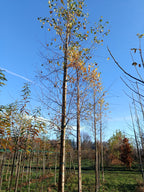 papierberk (betula papyrifera) hoogstam