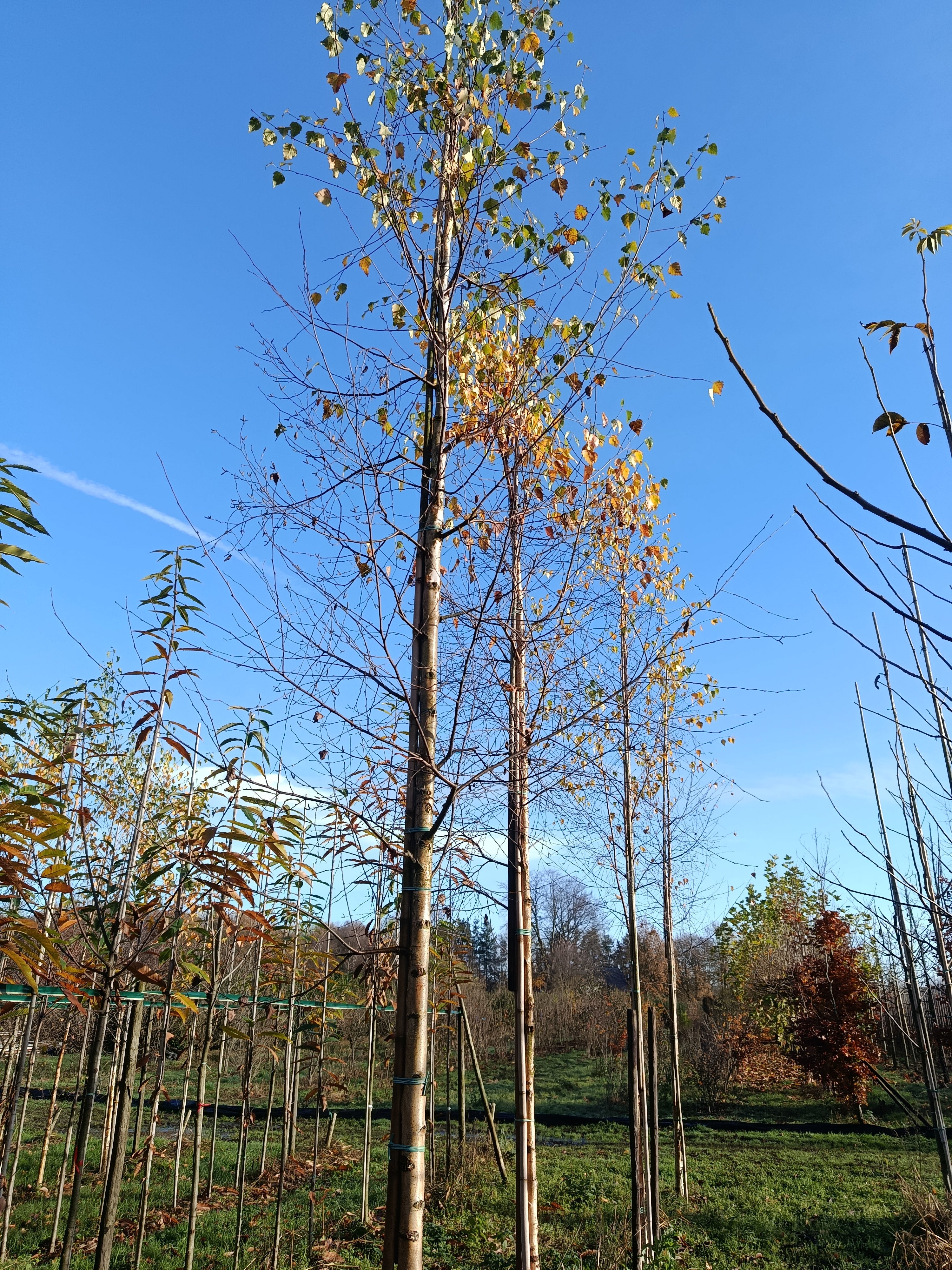 papierberk (betula papyrifera) hoogstam