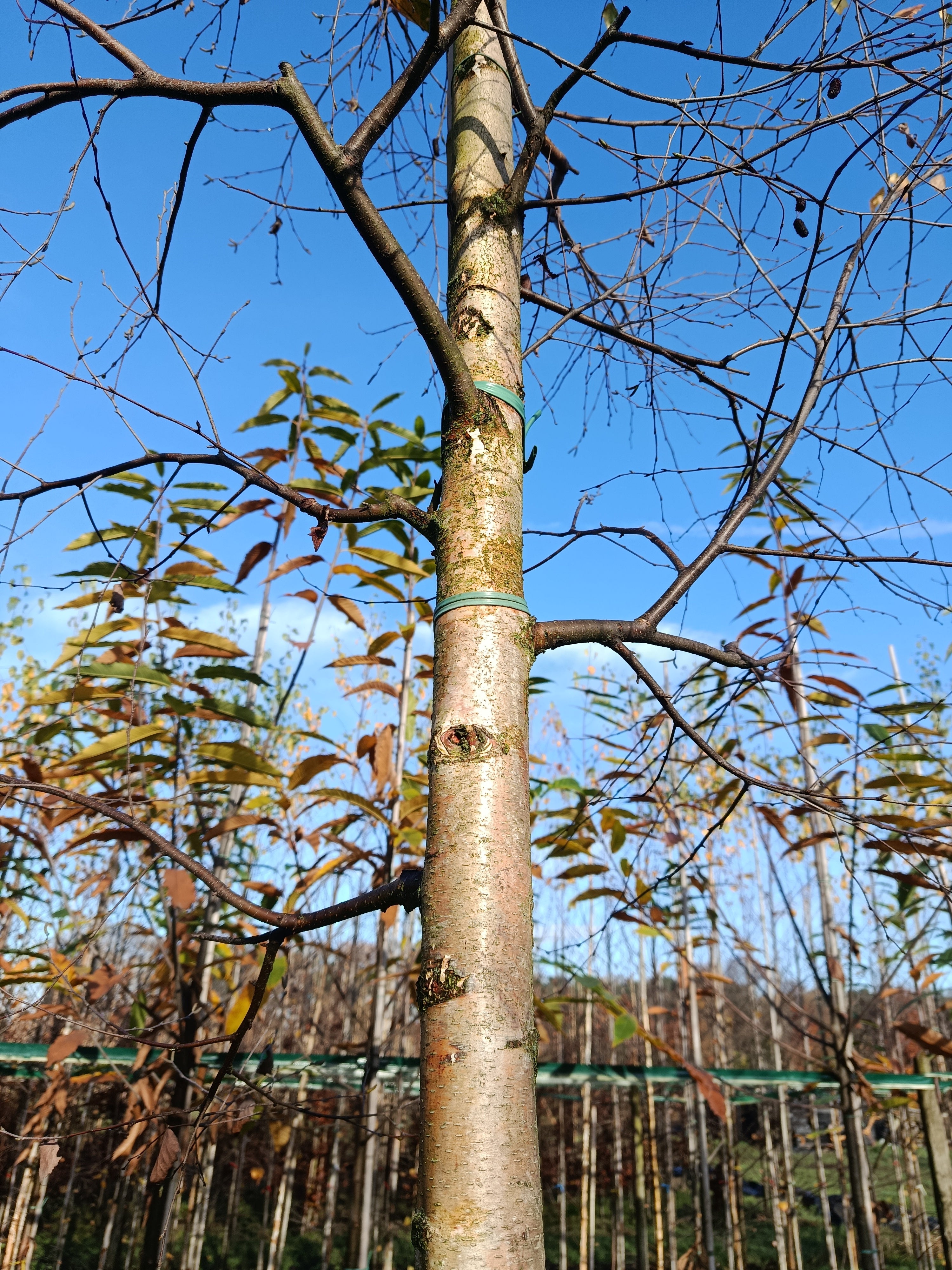 papierberk (betula papyrifera) hoogstam