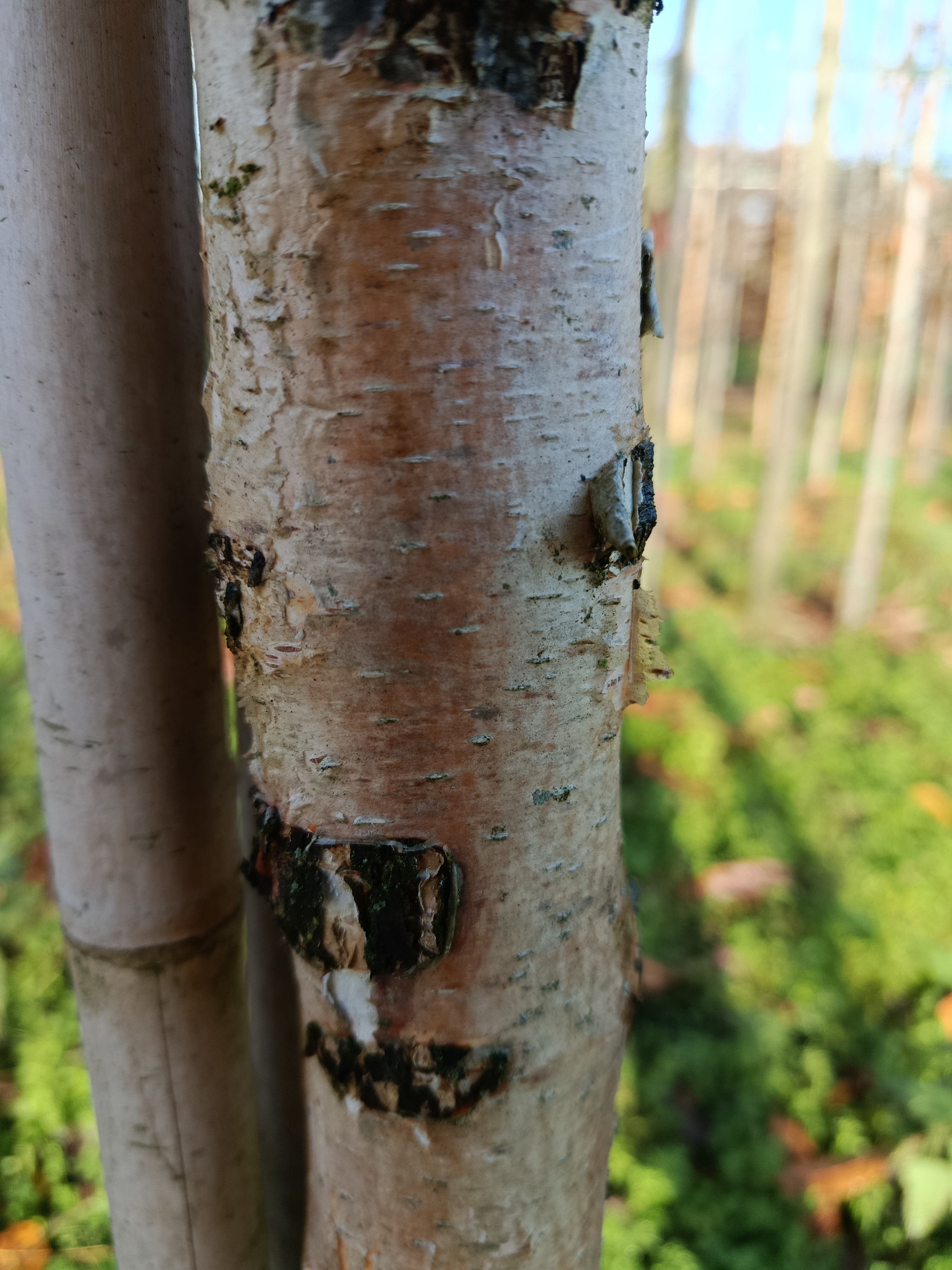 papierberk (betula papyrifera) hoogstam