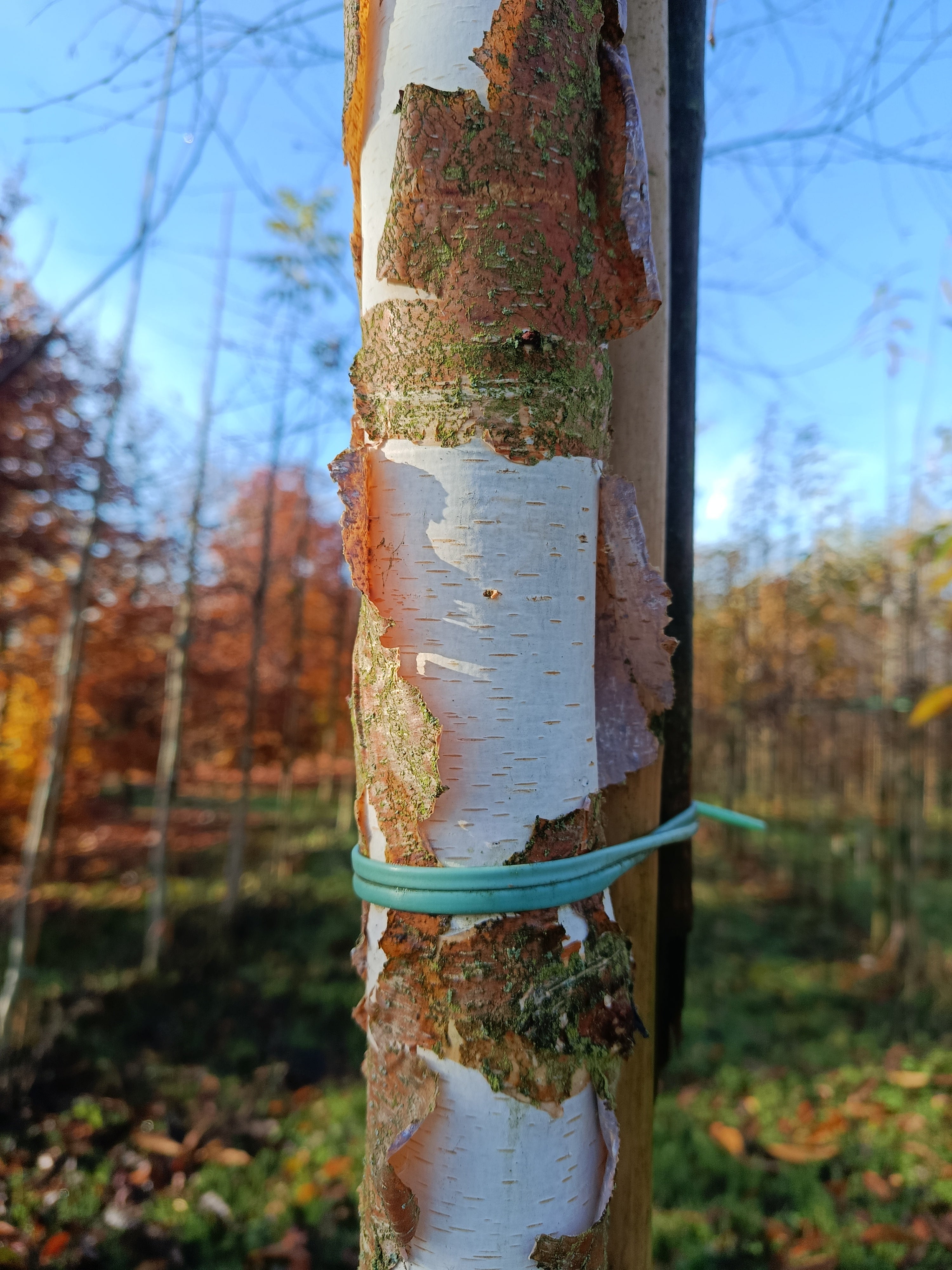 papierberk (betula papyrifera) hoogstam
