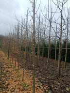 Gingko  (Gingko biloba) hoogstam conifeer