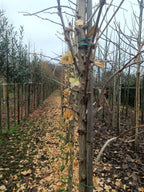 Gingko  (Gingko biloba) hoogstam conifeer