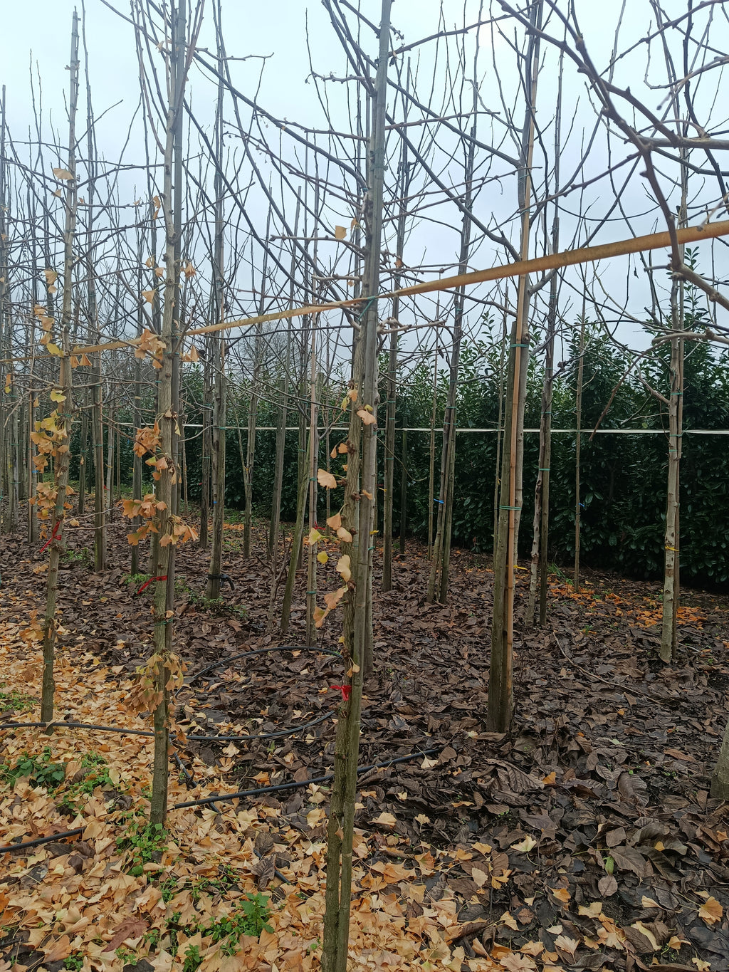 Gingko  (Gingko biloba) hoogstam conifeer