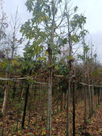 Amberboom (Liquidambar styraciflua)