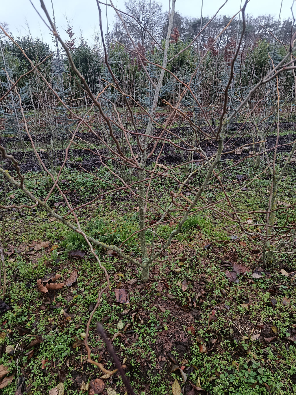 Valse Christusdoorn (Gleditsia triacanthos Sunburst) struikvorm