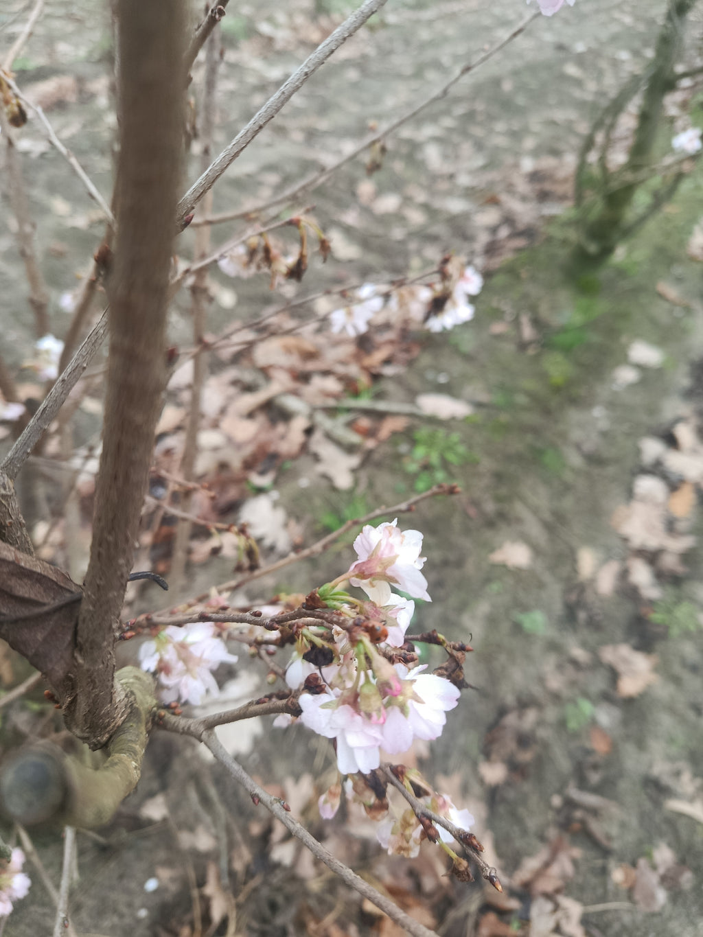 Japanse sierkers (Prunus serrulata) struikvorm
