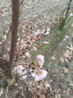 Japanse sierkers (Prunus serrulata) struikvorm