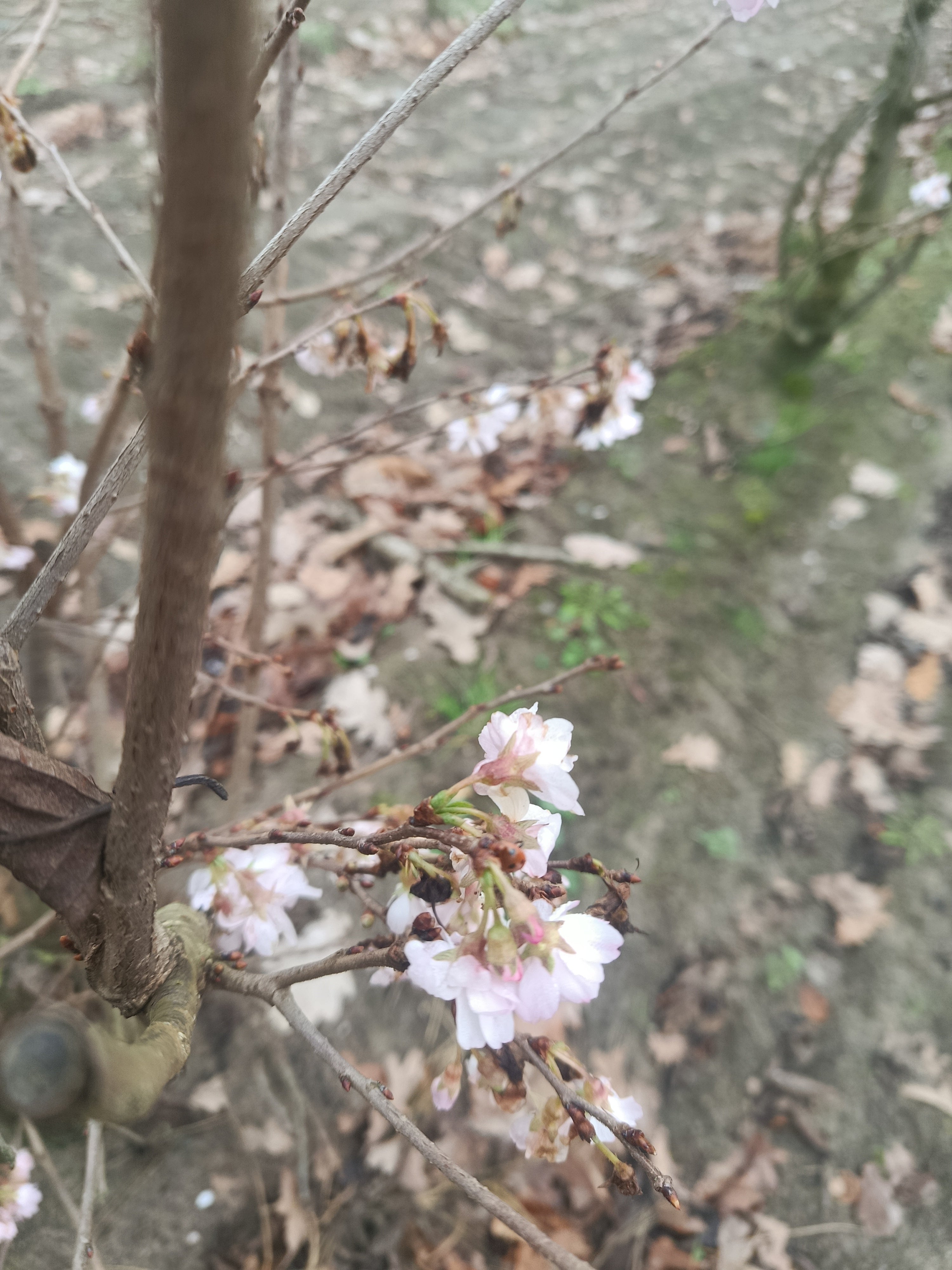 Japanse sierkers (Prunus serrulata) struikvorm