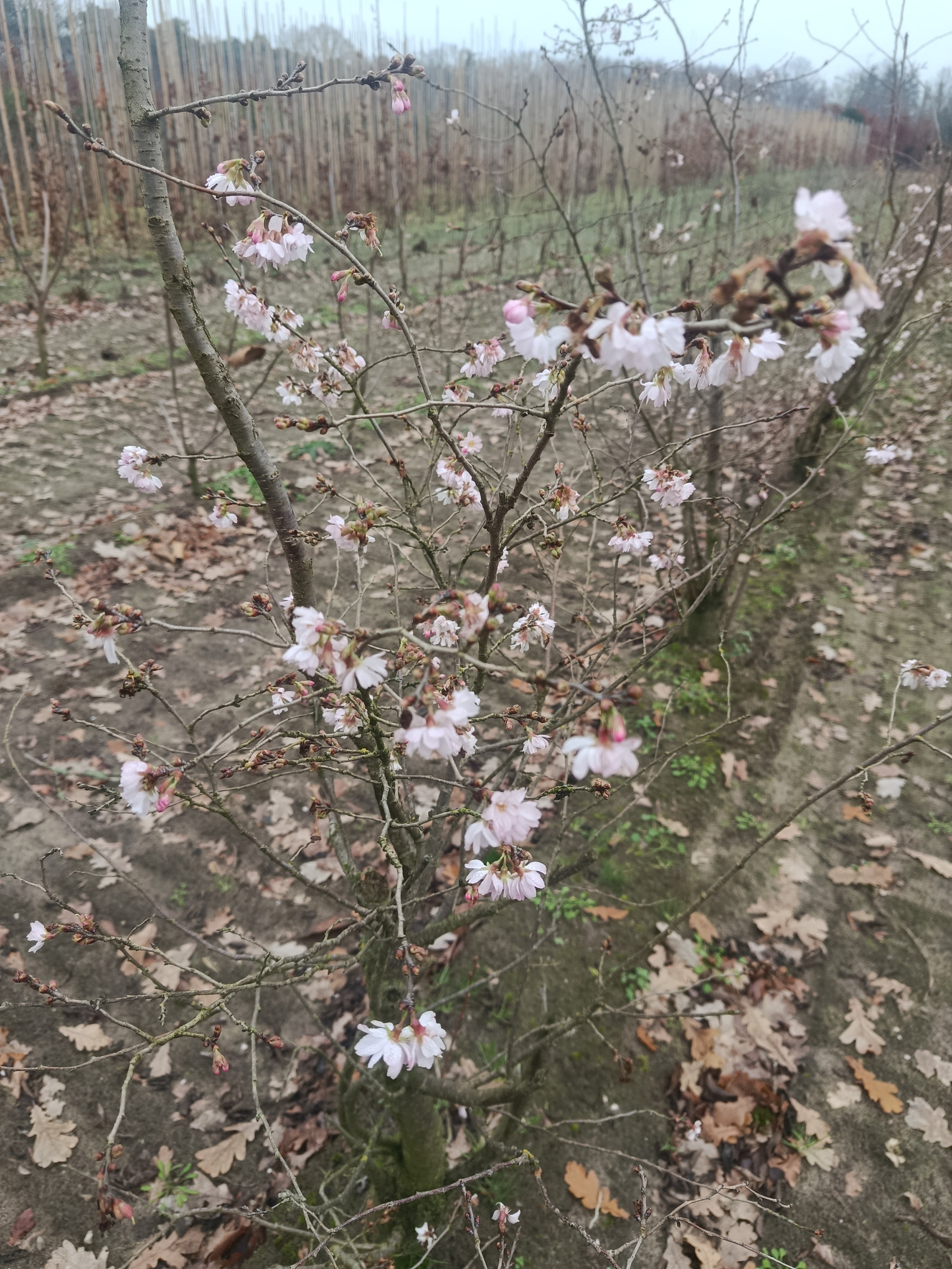 Japanse sierkers (Prunus serrulata) struikvorm