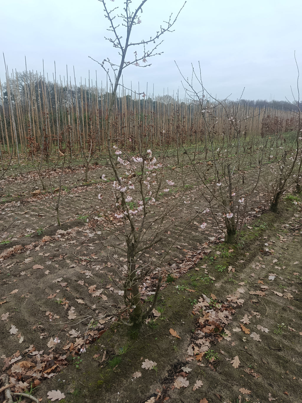 Japanse sierkers (Prunus serrulata) struikvorm