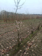 Japanse sierkers (Prunus serrulata) struikvorm