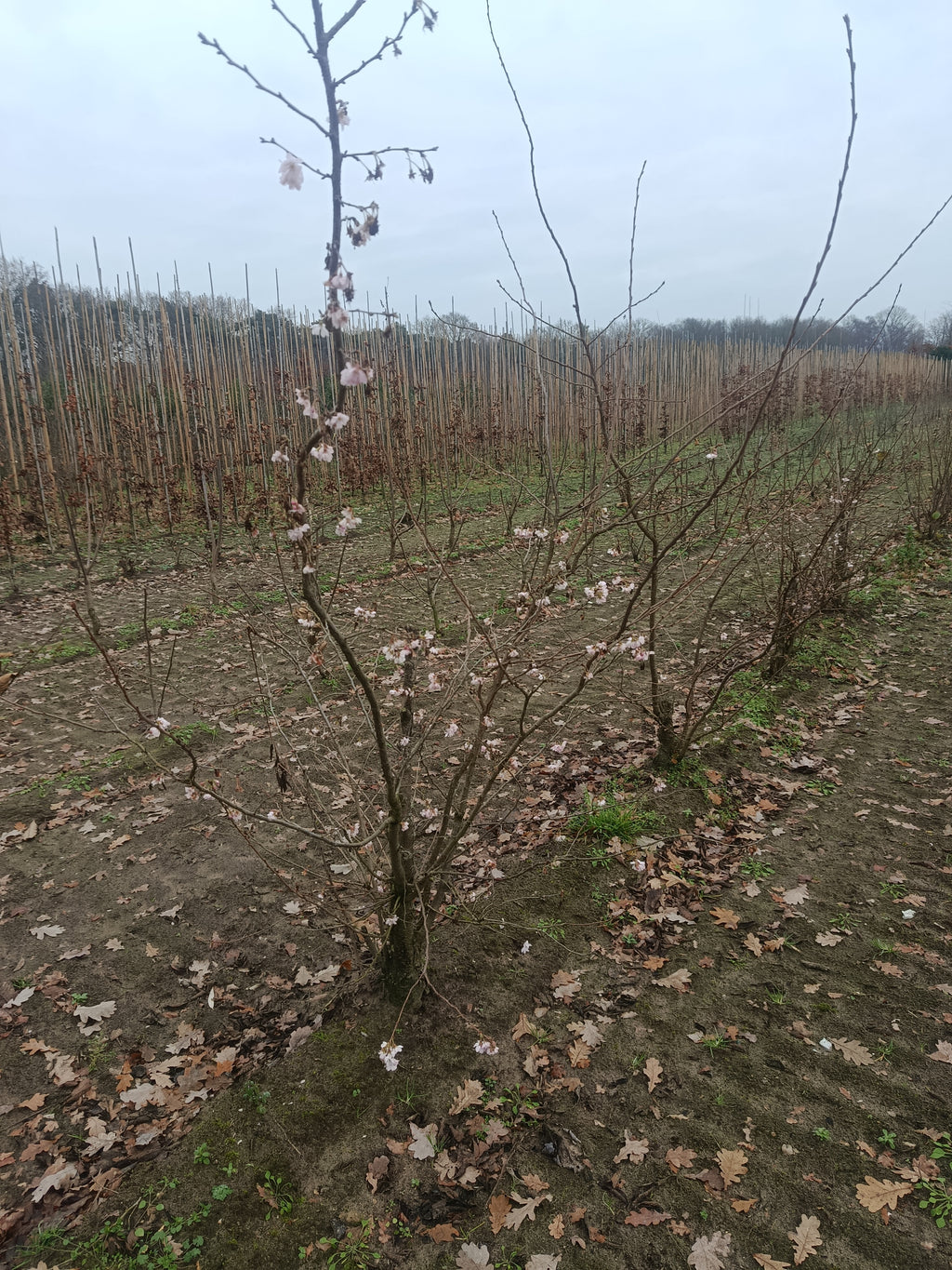 Japanse sierkers (Prunus serrulata) struikvorm