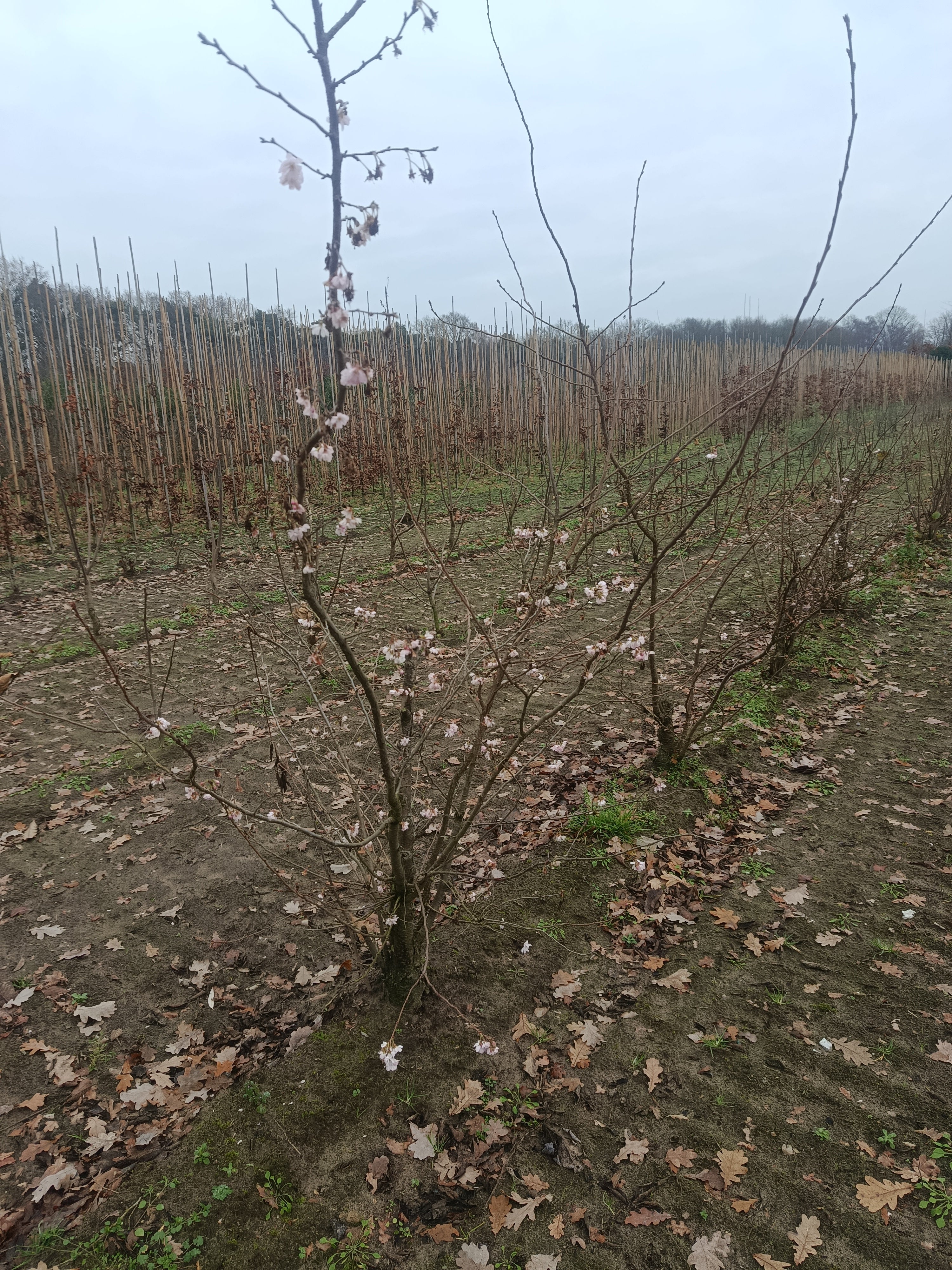 Japanse sierkers (Prunus serrulata) struikvorm