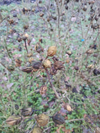 Hicuscus roze (Hibiscus syiacus)