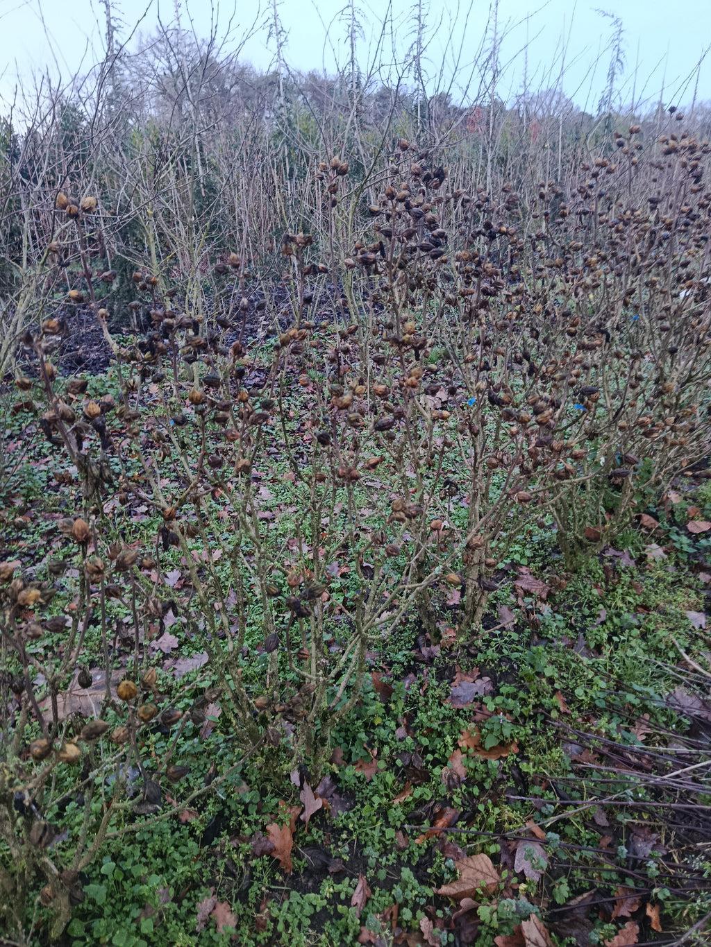 Hicuscus roze (Hibiscus syiacus)