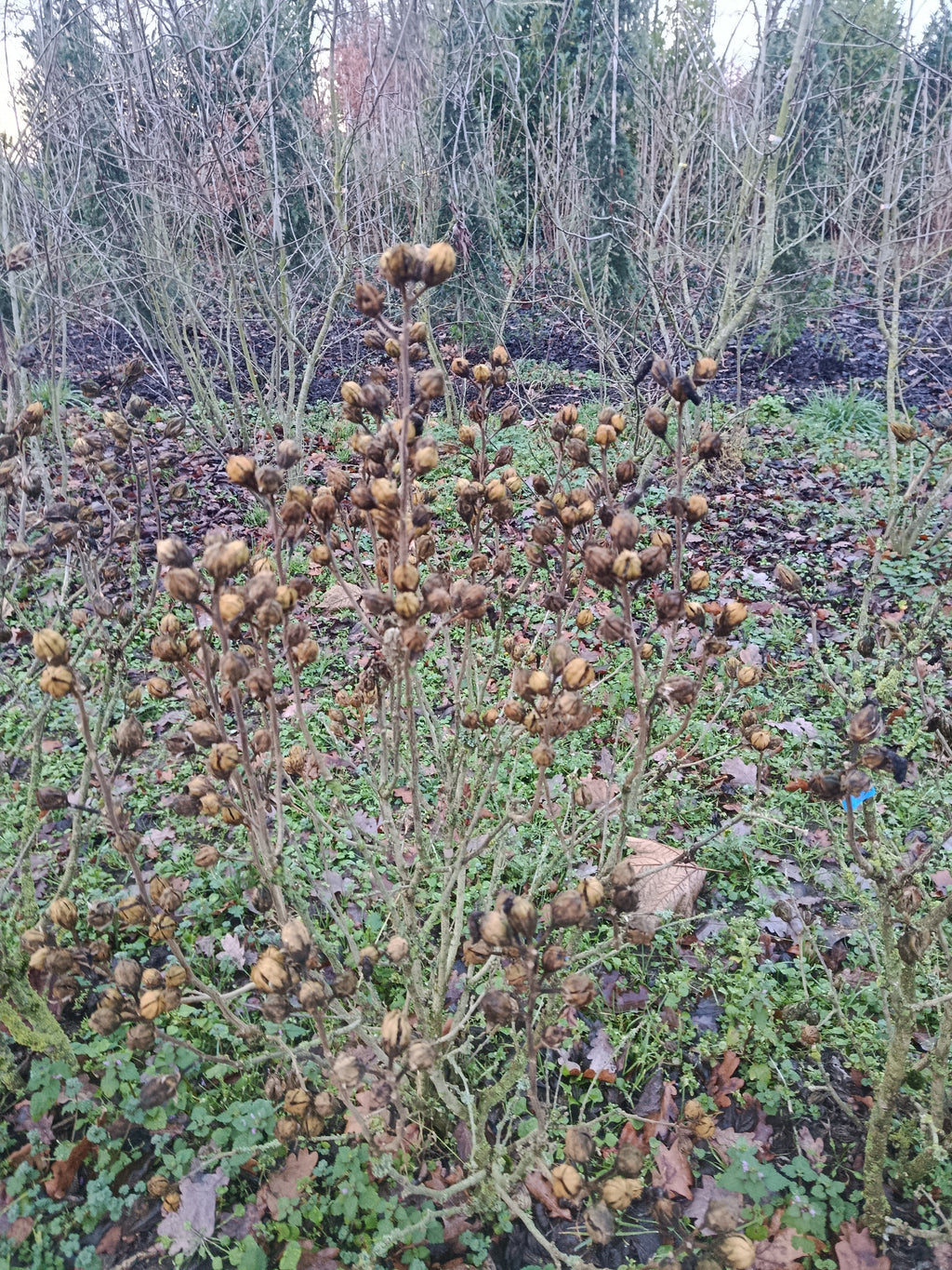Hicuscus roze (Hibiscus syiacus)