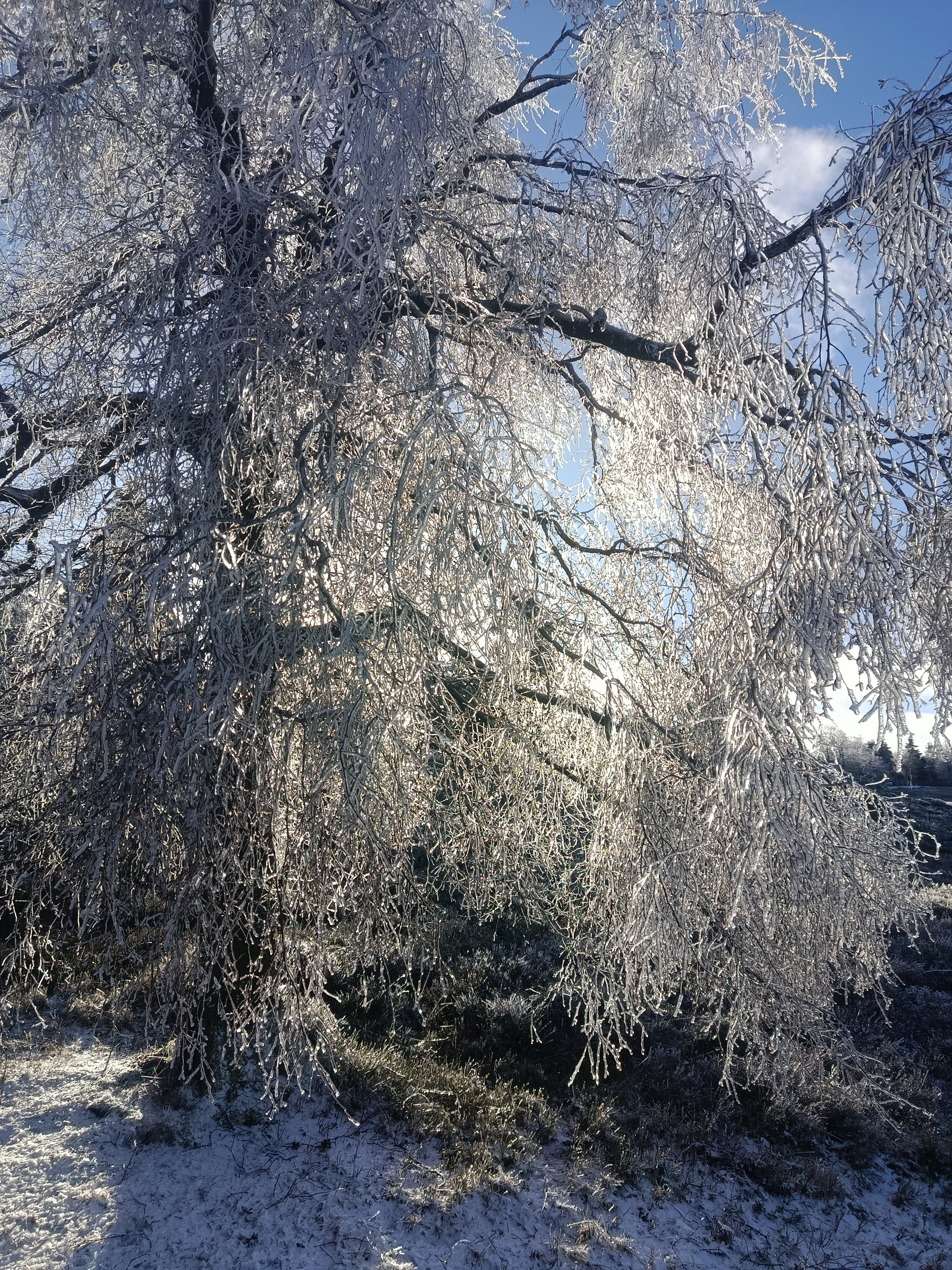 Witte els (Alnus Incana)
