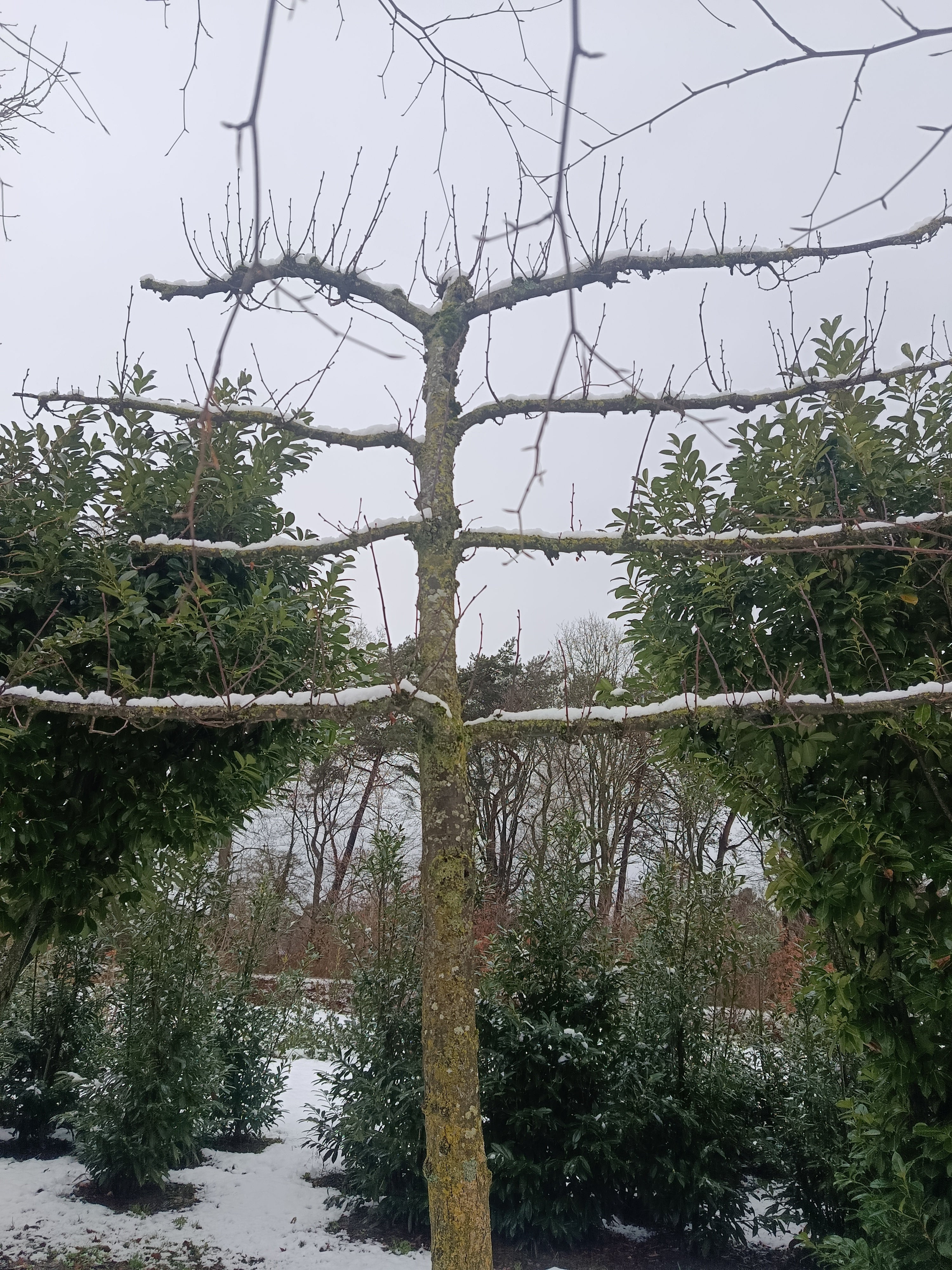 Leilinde (Tilia europaea Palida) en (Tilia platyphllos)