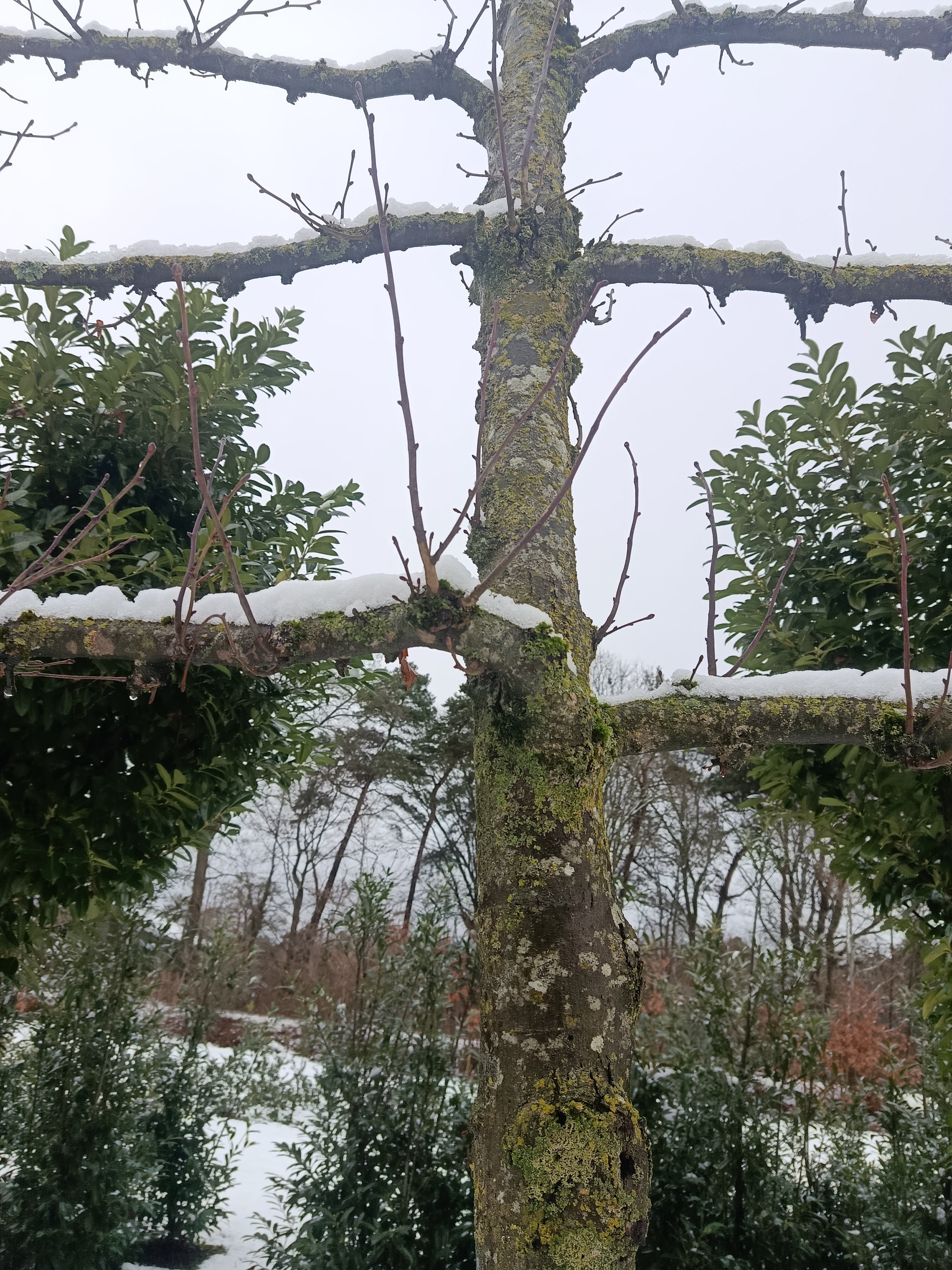 Leilinde (Tilia europaea Palida) en (Tilia platyphllos)