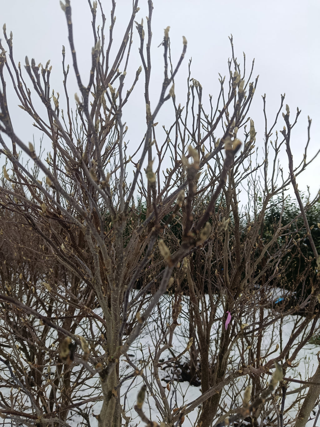 Tulpenboom (Magnolia loebneri Leonard Messel)