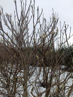 Tulpenboom (Magnolia loebneri Leonard Messel)