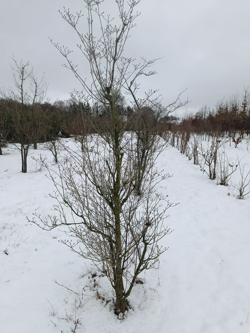 Chinese kornoelje (Cornus kausa sinesis)
