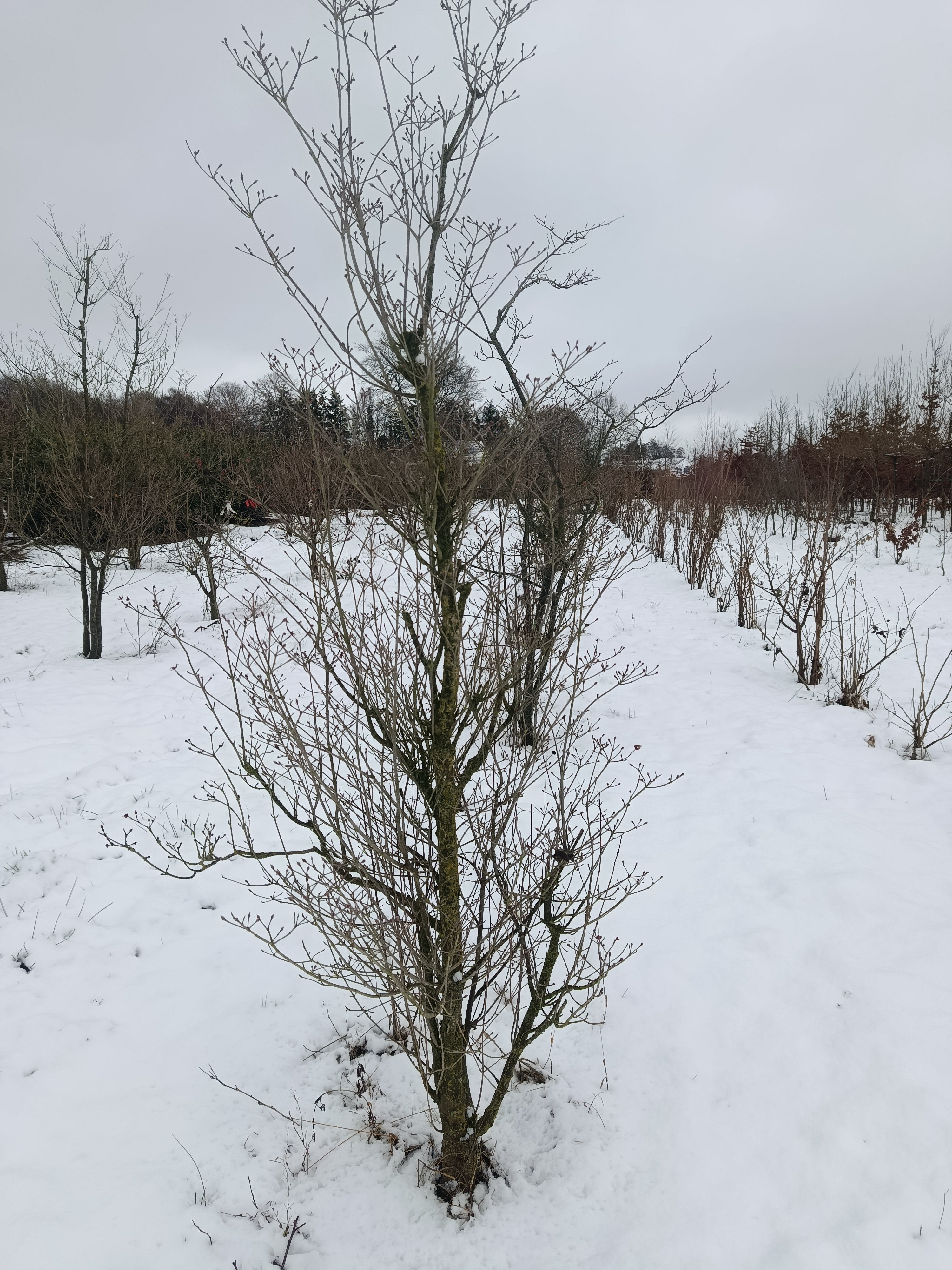 Chinese kornoelje (Cornus kausa sinesis)