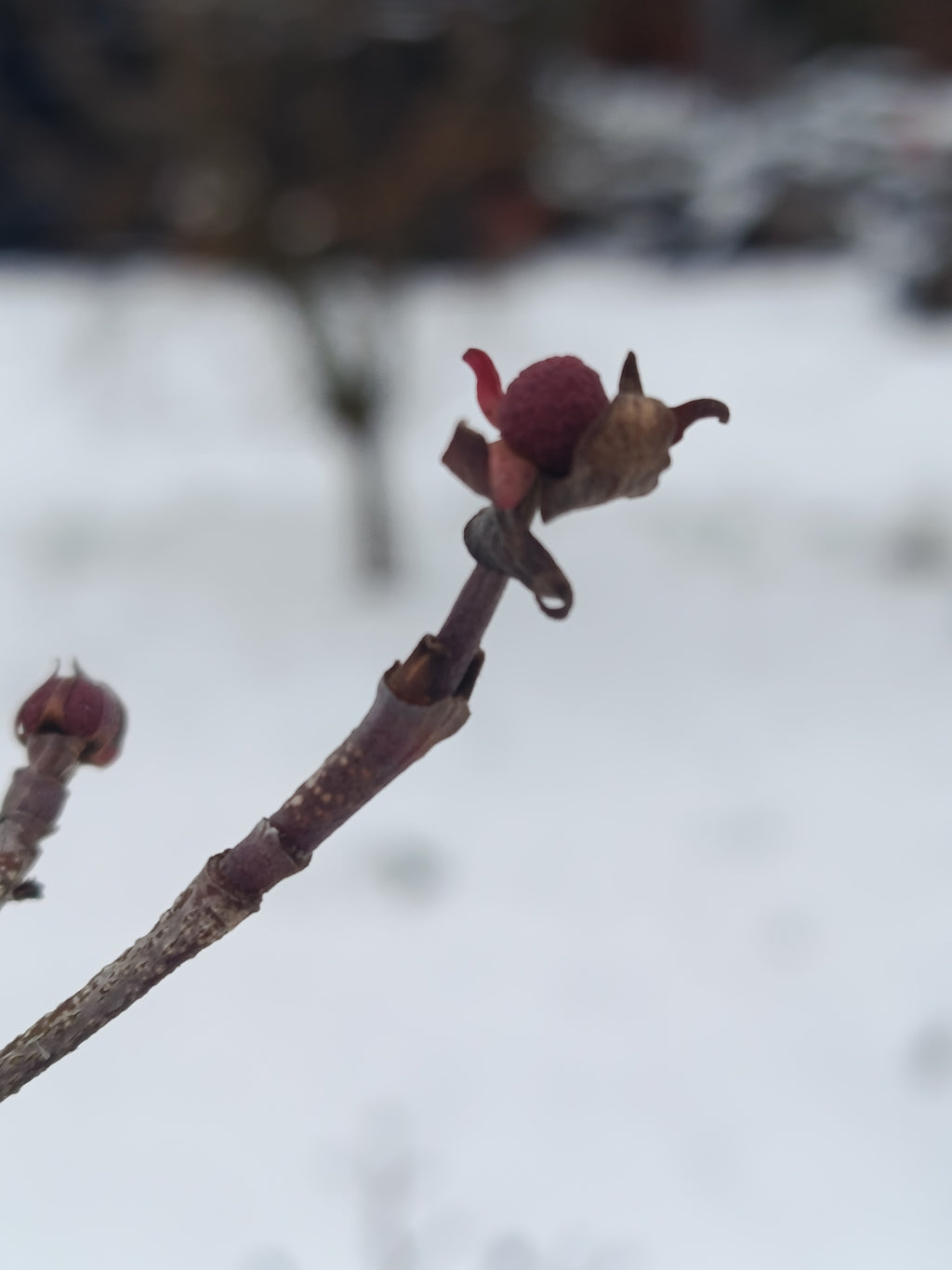 Chinese kornoelje (Cornus kausa sinesis)
