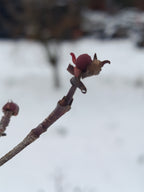 Chinese kornoelje (Cornus kausa sinesis)