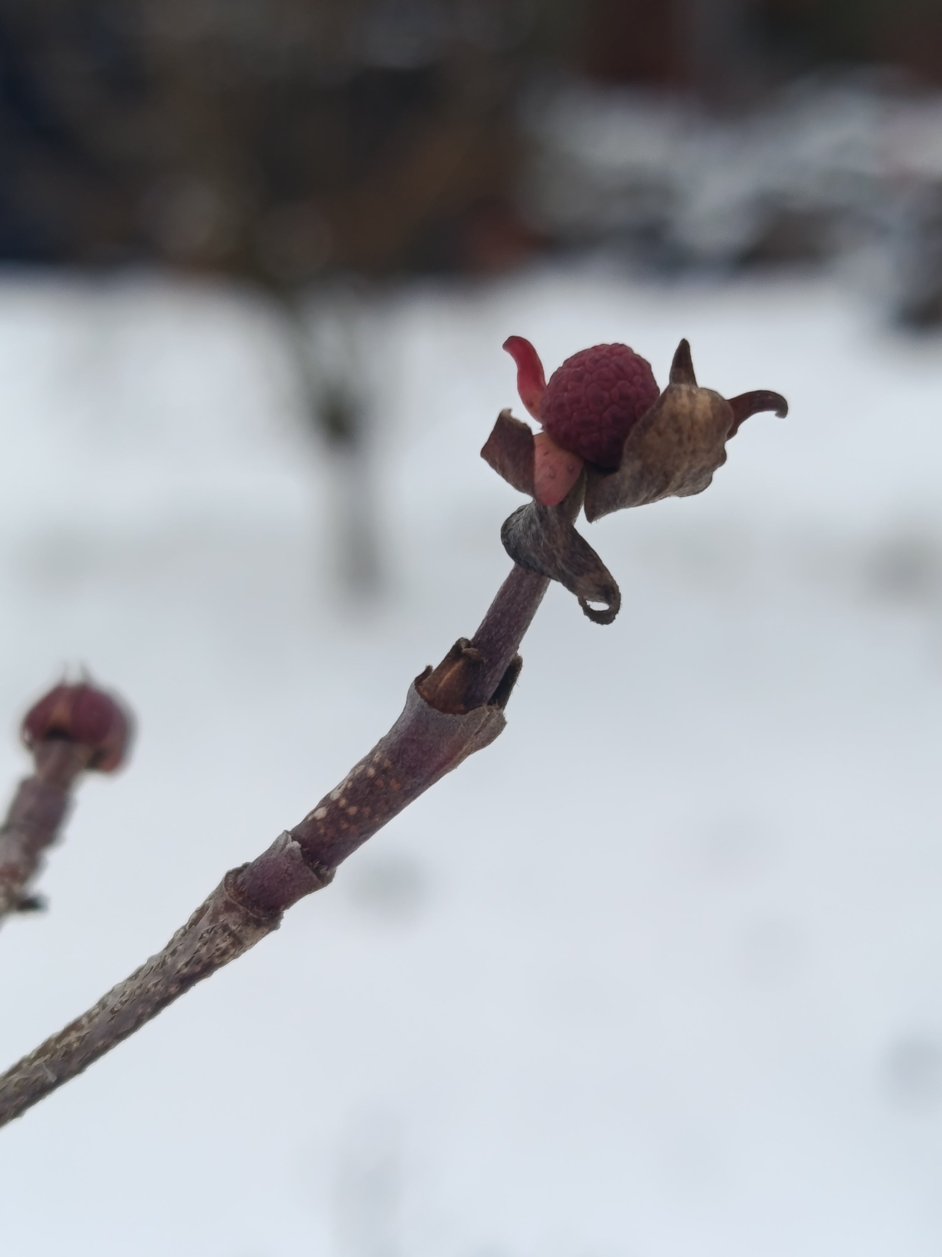 Chinese kornoelje (Cornus kausa sinesis)