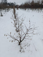 Chinese kornoelje (Cornus kausa sinesis)