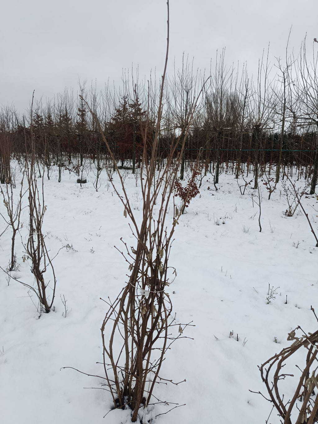 Chinese kornoelje (Cornus kausa sinesis)