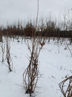 Chinese kornoelje (Cornus kausa sinesis)