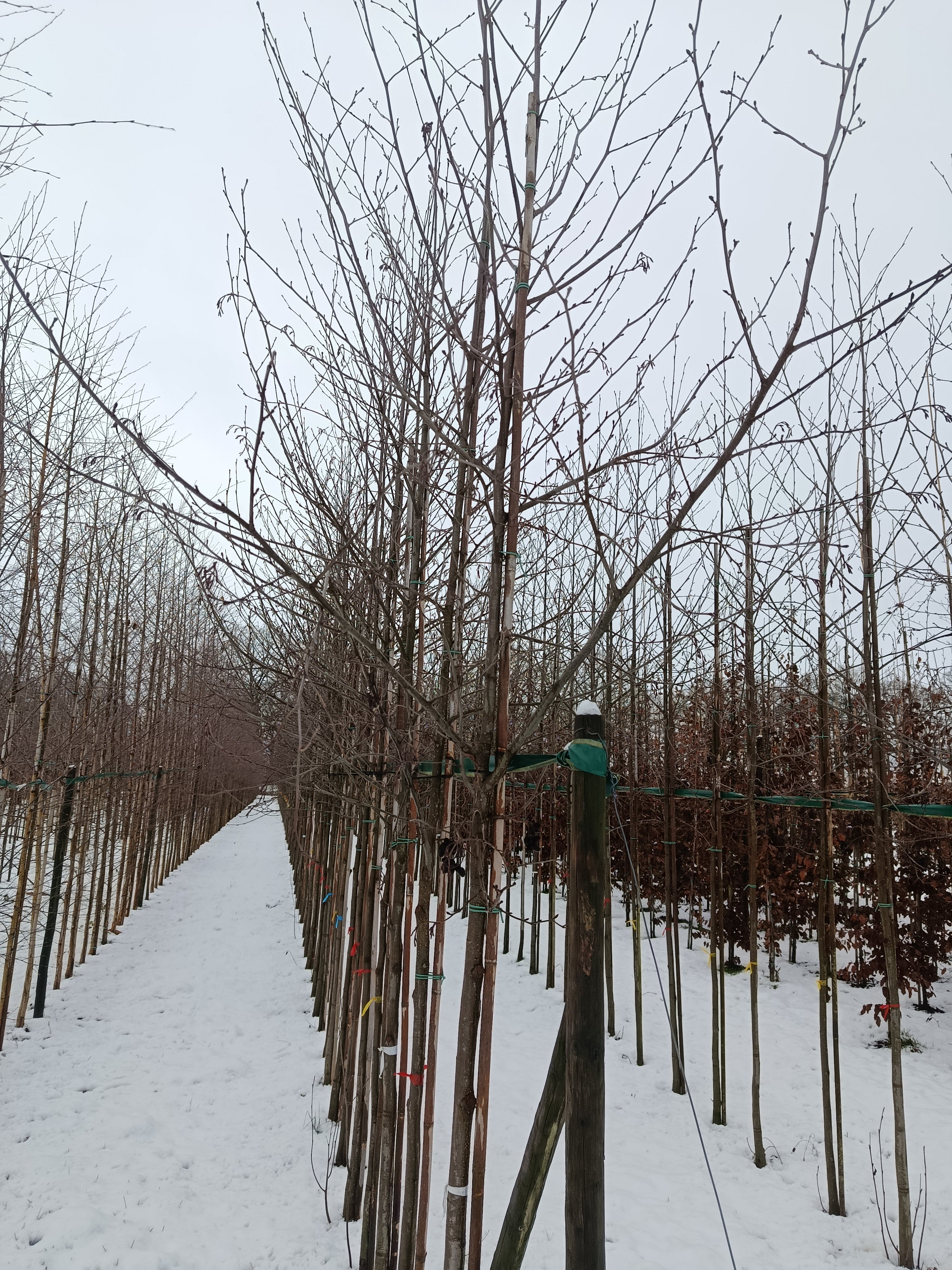 Witte els (Alnus Incana)