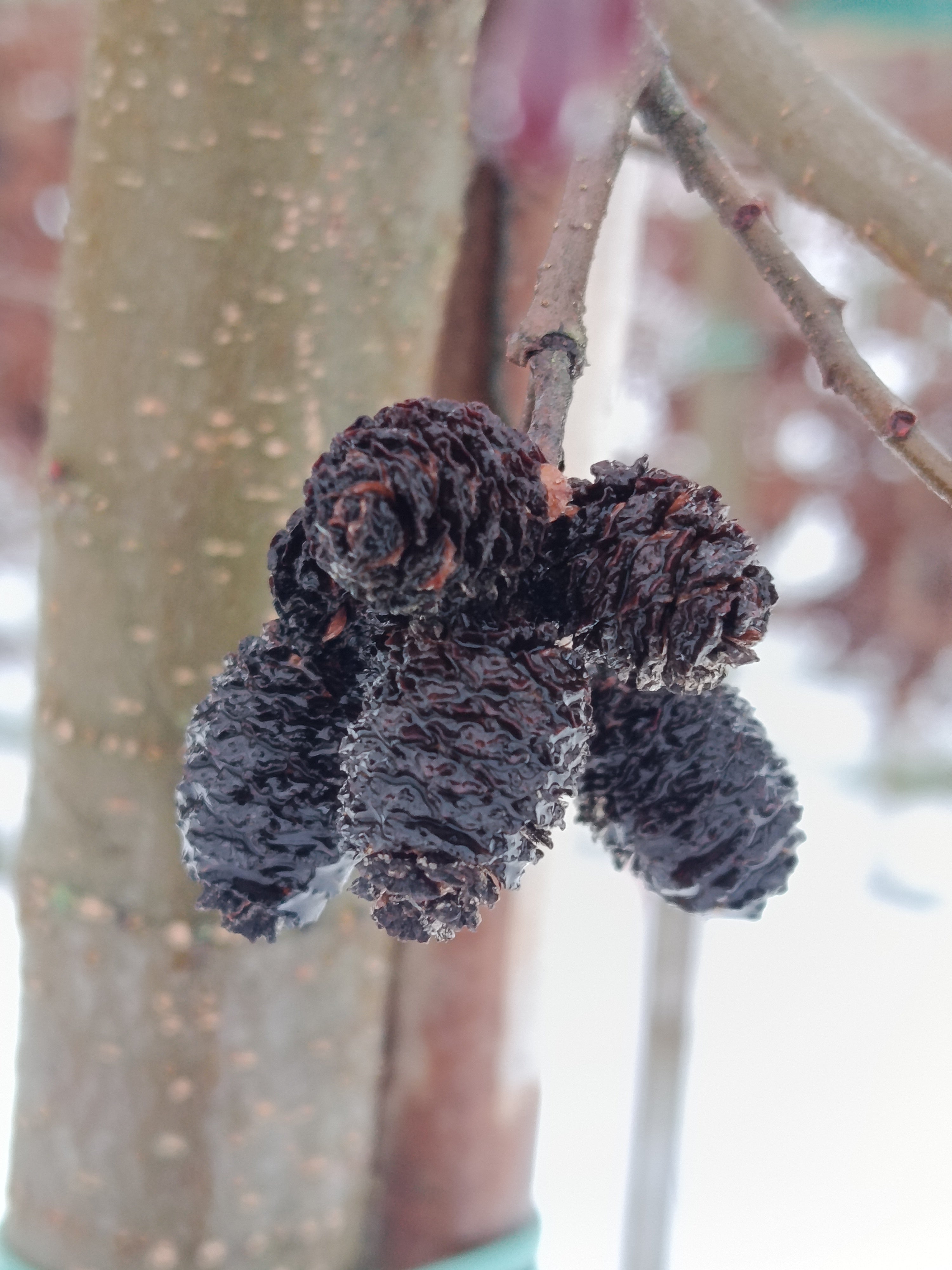 Witte els (Alnus Incana)