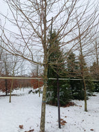 plataan (Platanus hispanica) hoogstam