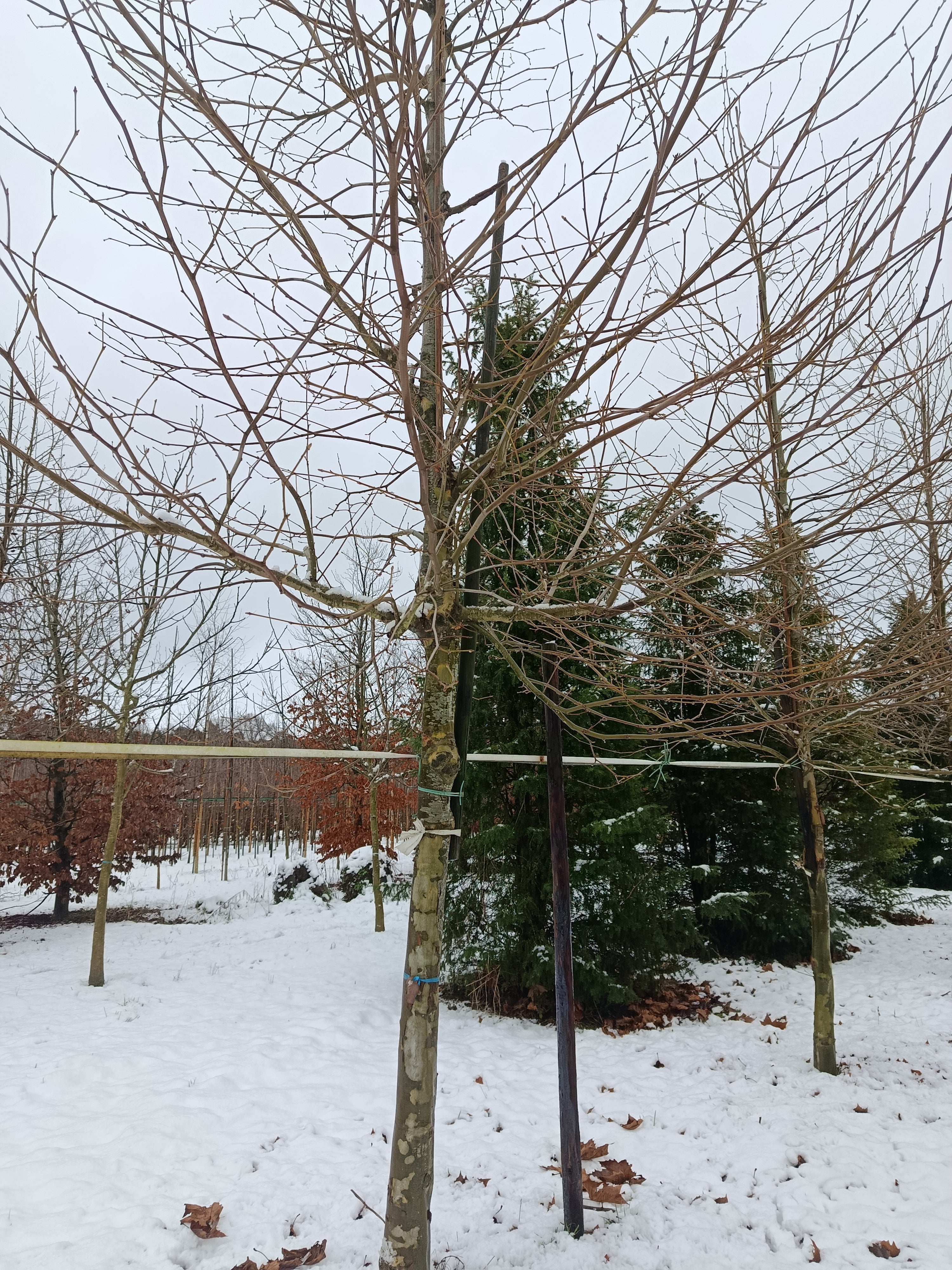 plataan (Platanus hispanica) hoogstam
