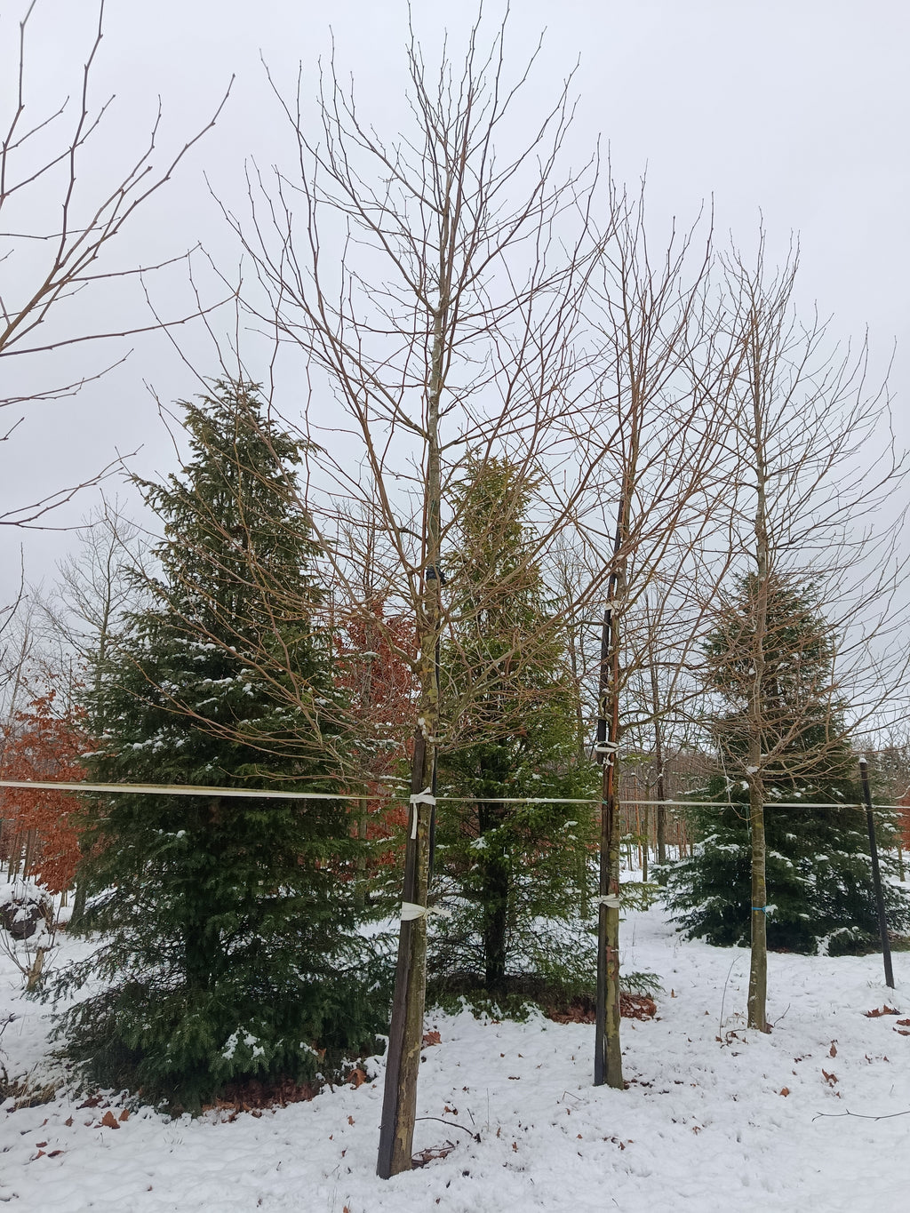 plataan (Platanus hispanica) hoogstam