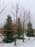 plataan (Platanus hispanica) hoogstam