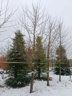 plataan (Platanus hispanica) hoogstam