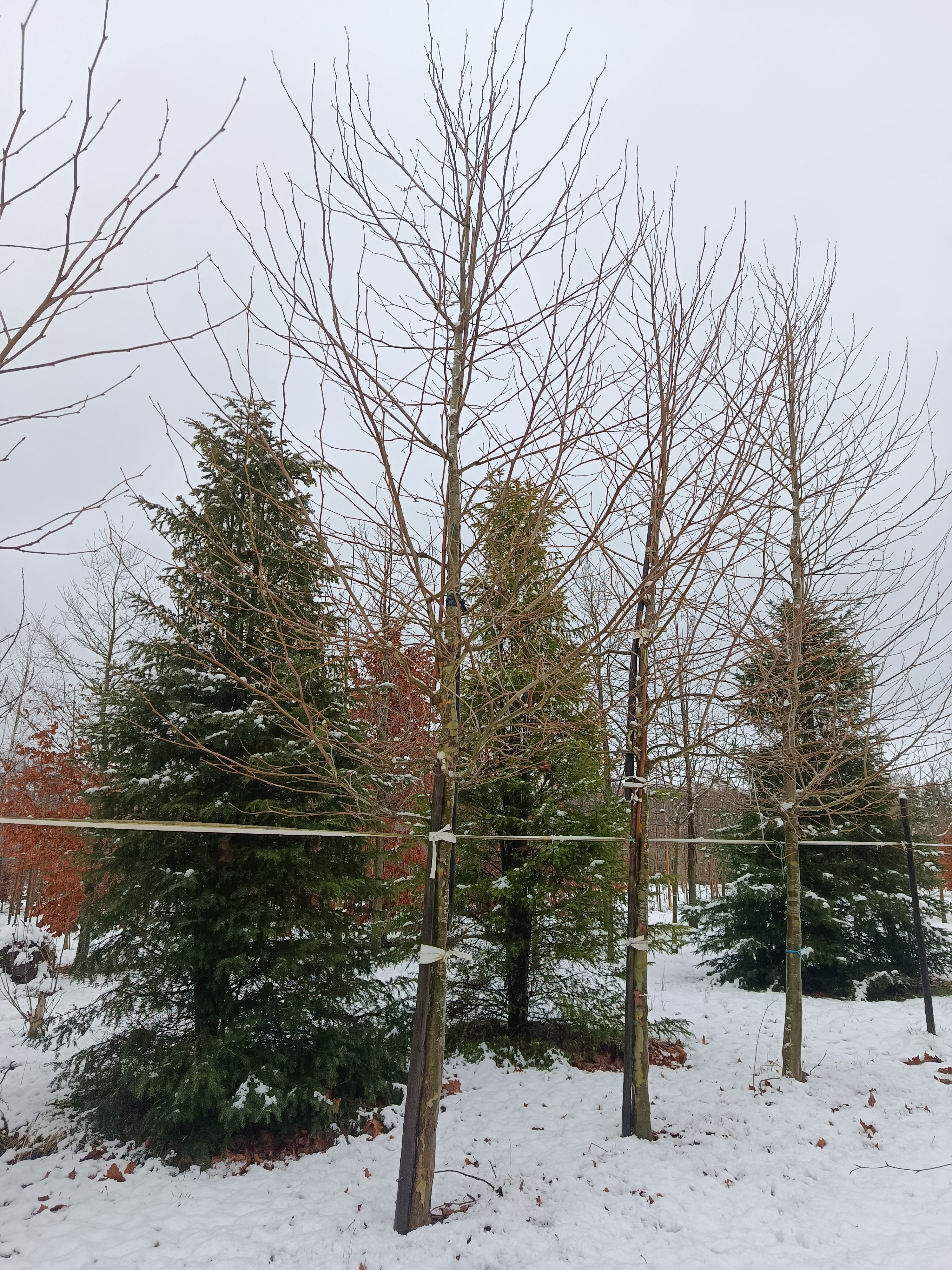 plataan (Platanus hispanica) hoogstam