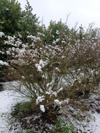 Kardinaalmuts (Euonymus alata compacta)