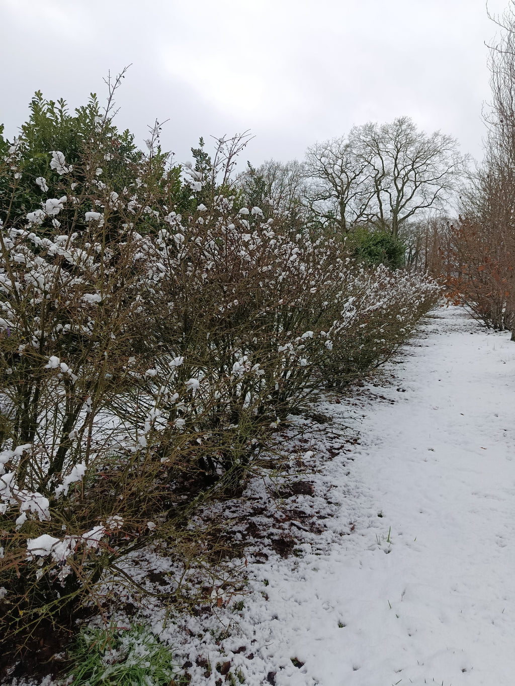 Kardinaalmuts (Euonymus alata compacta)
