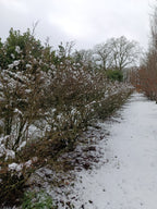 Kardinaalmuts (Euonymus alata compacta)