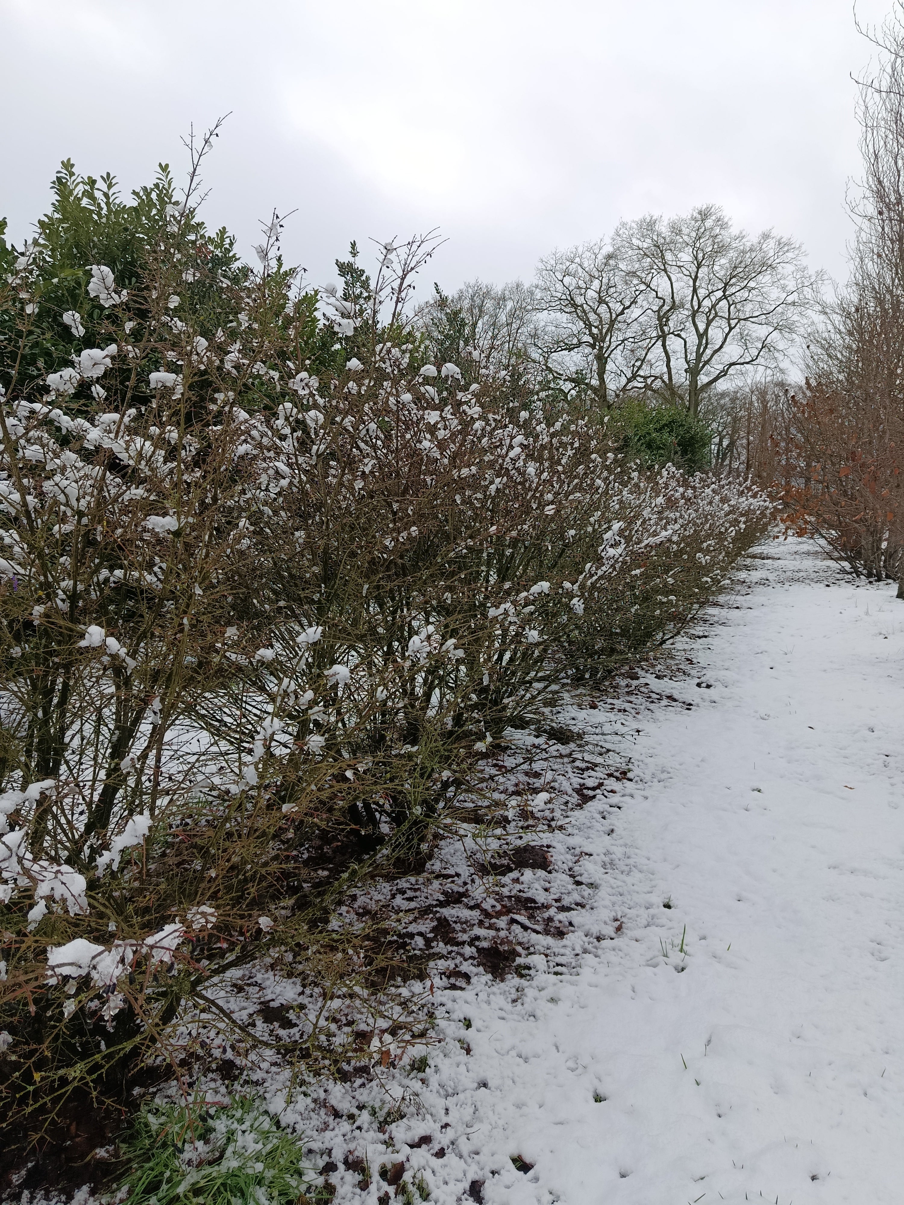 Kardinaalmuts (Euonymus alata compacta)
