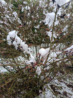 Kardinaalmuts (Euonymus alata compacta)