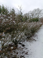 Kardinaalmuts (Euonymus alata compacta)