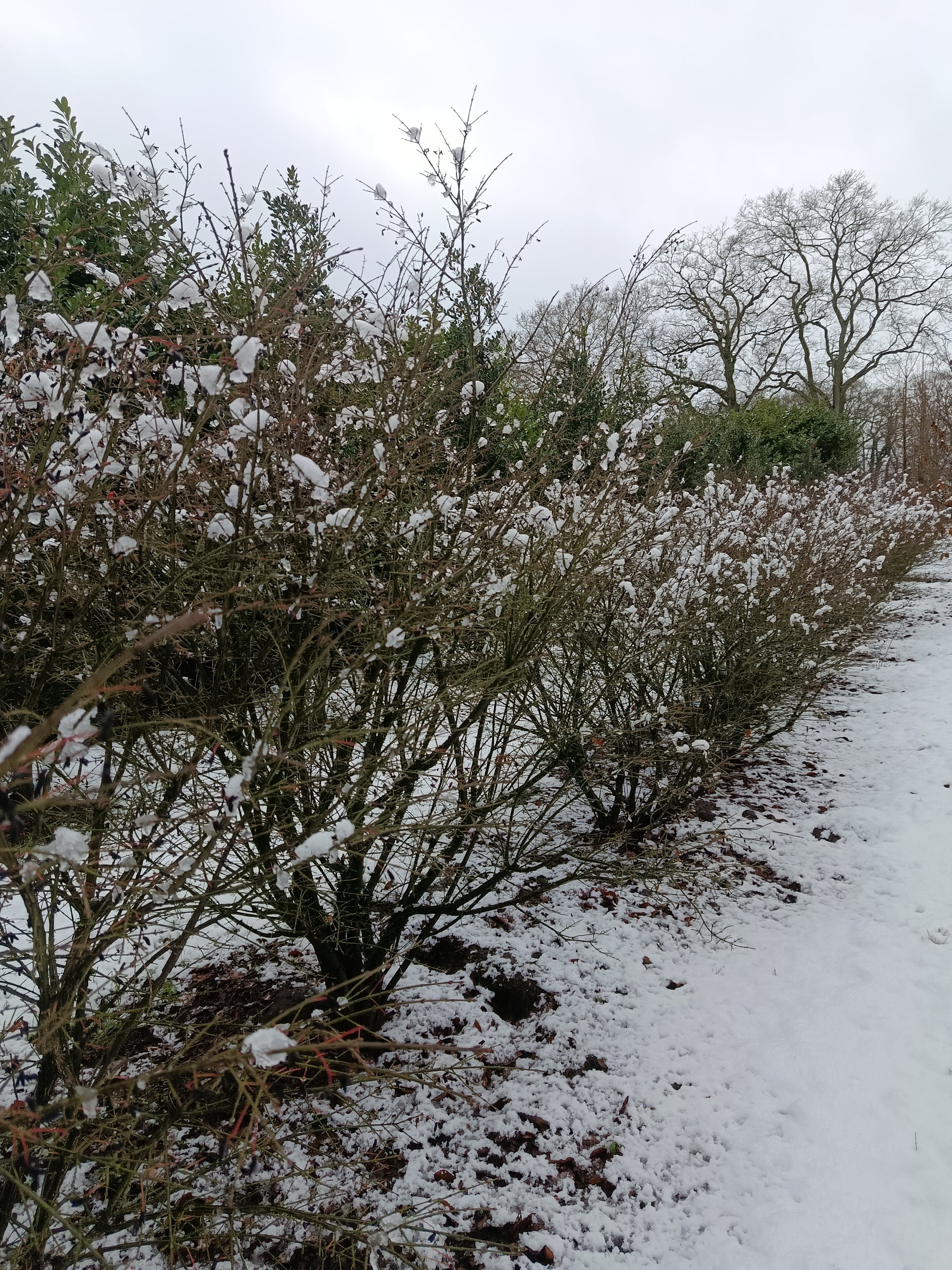 Kardinaalmuts (Euonymus alata compacta)